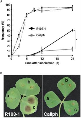 Ultrastructural and Cytological Studies on Mycosphaerella pinodes Infection of the Model Legume Medicago truncatula